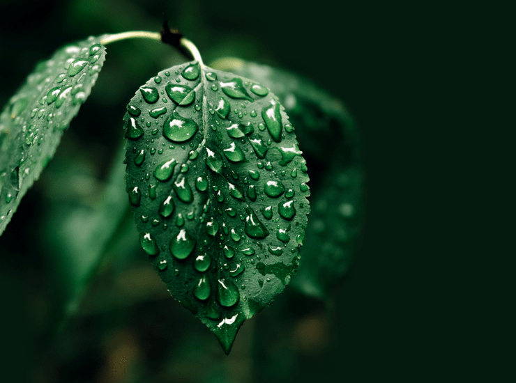 Петрихор: почему ароматы с нотой летнего дождя улучшают настроение